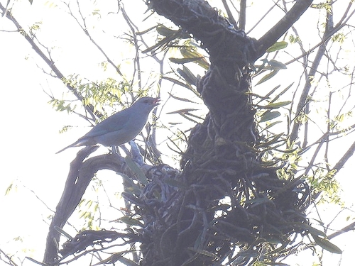 Sayaca Tanager