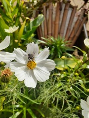 Megachile amparo