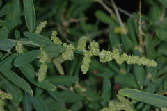 Chenopodium nitrariaceum