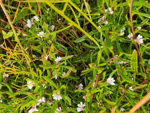 Scaevola repens, 2026-09-25
