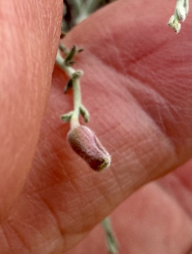 Krameria bicolor, photograph 2