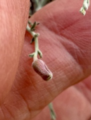 Krameria bicolor, photograph (c) Henrik Kibak, some rights reserved (CC BY)