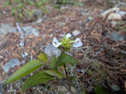 Pedicularis racemosa