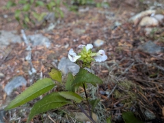 Pedicularis racemosa