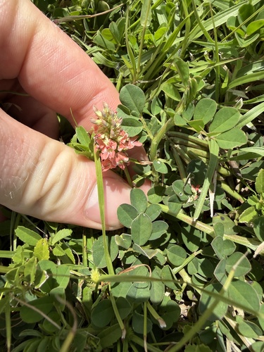 Indigofera, 2026-09-24