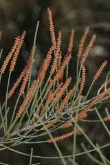 Allocasuarina paludosa