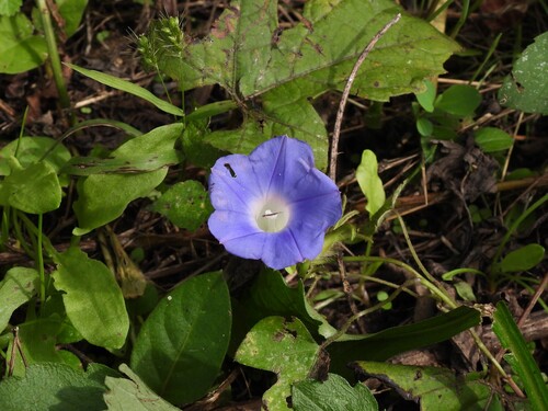 Ipomoea hederacea