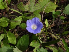 Ipomoea hederacea