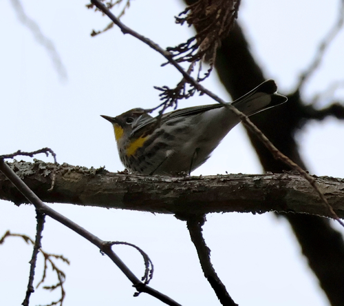 Audubon's Warbler
