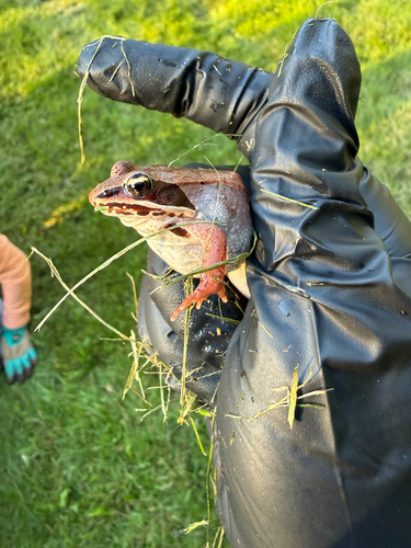 Wood Frog