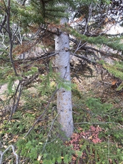 Abies lasiocarpa, photograph (c) Peter L Achuff, some rights reserved (CC BY)