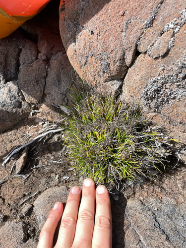 Oreobolus furcatus observed 2026-09-22