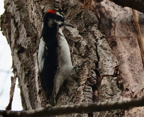 Hairy Woodpecker