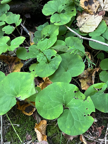 Asarum canadense, photograph 1
