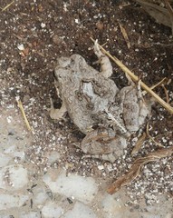 Physalaemus biligonigerus