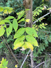 Fraxinus nigra, photograph (c) Andrew Sebastian, some rights reserved (CC BY)