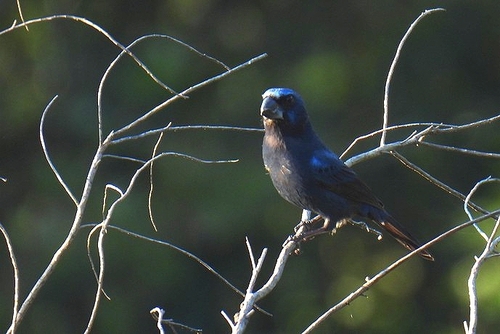 Ultramarine Grosbeak