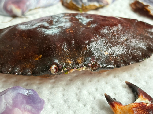 Red Rock Crab