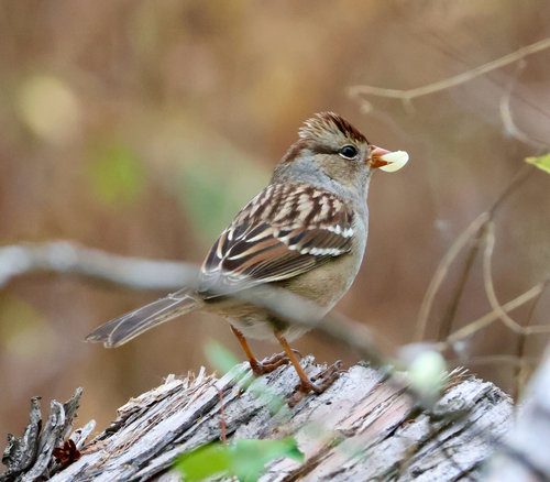 White-crowned Sparrow