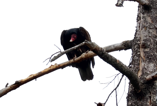 Turkey Vulture