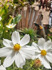 Megachile amparo