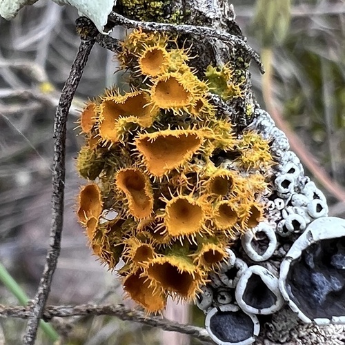 Golden-eye Lichen
