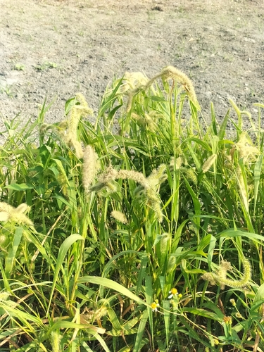 hooked bristle grass
