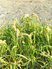 Setaria verticillata