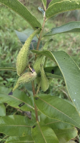 common milkweed