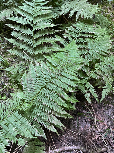 Athyrium angustum, photograph 4