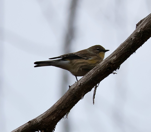 Yellow-rumped Warbler