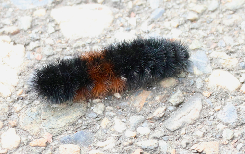 Isabella Tiger Moth