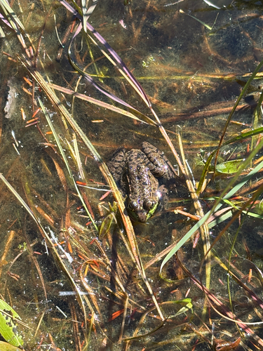 Green Frog
