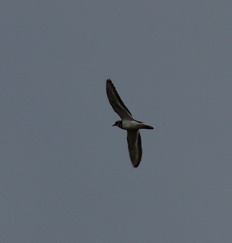 Killdeer