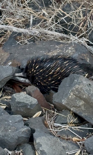 Eastern Short-beaked Echidna