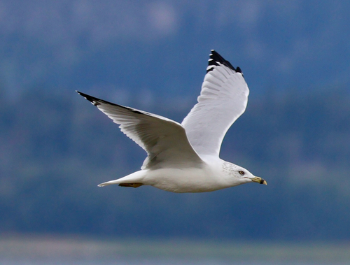 Ring-billed Gull