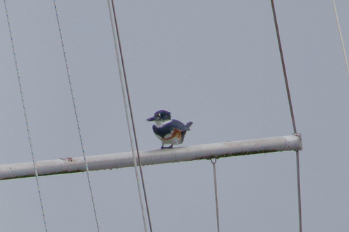 Belted Kingfisher