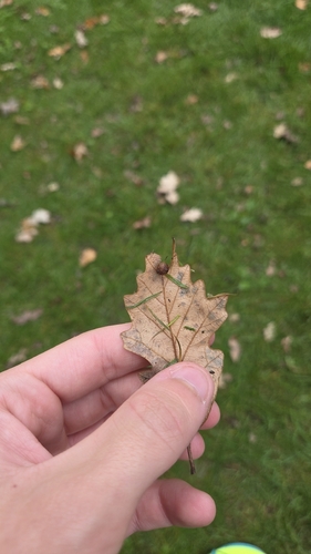 Jewel Oak Gall Wasp