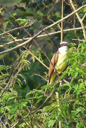 Great Kiskadee