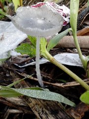 Fungi