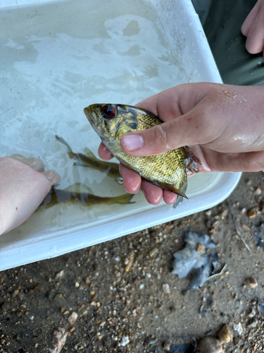 Rock Bass