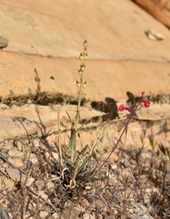Penstemon utahensis