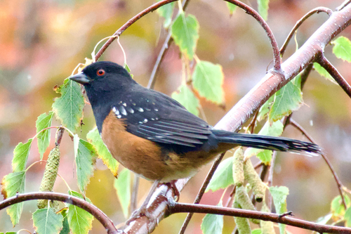 Spotted Towhee