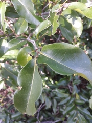 Huberantha nitidissima