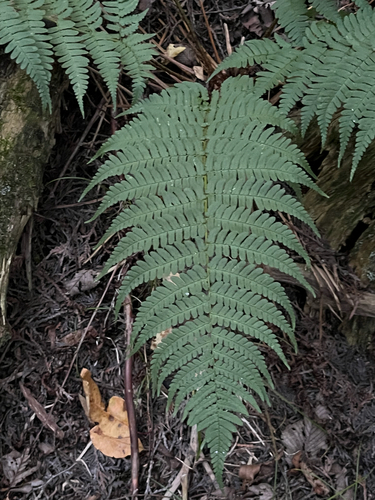 Dryopteris marginalis, photograph 6