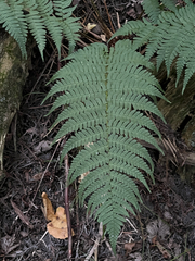 Dryopteris marginalis, photograph (c) Andrew Sebastian, some rights reserved (CC BY)