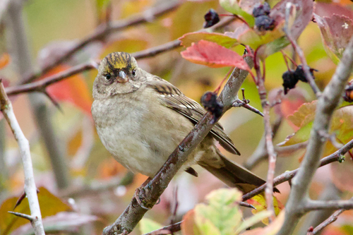 Golden-crowned Sparrow