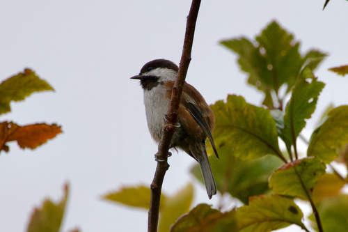 Chestnut-backed Chickadee
