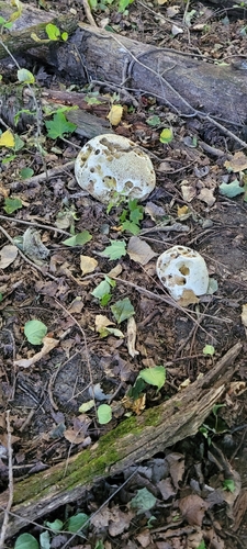 giant puffball