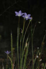 Wahlenbergia fluminalis
